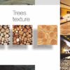 3D Carpet Trees Texture