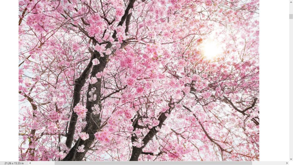 Bloom — photo 2