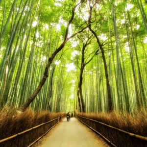 Japan Bamboo Mural Wallpaper